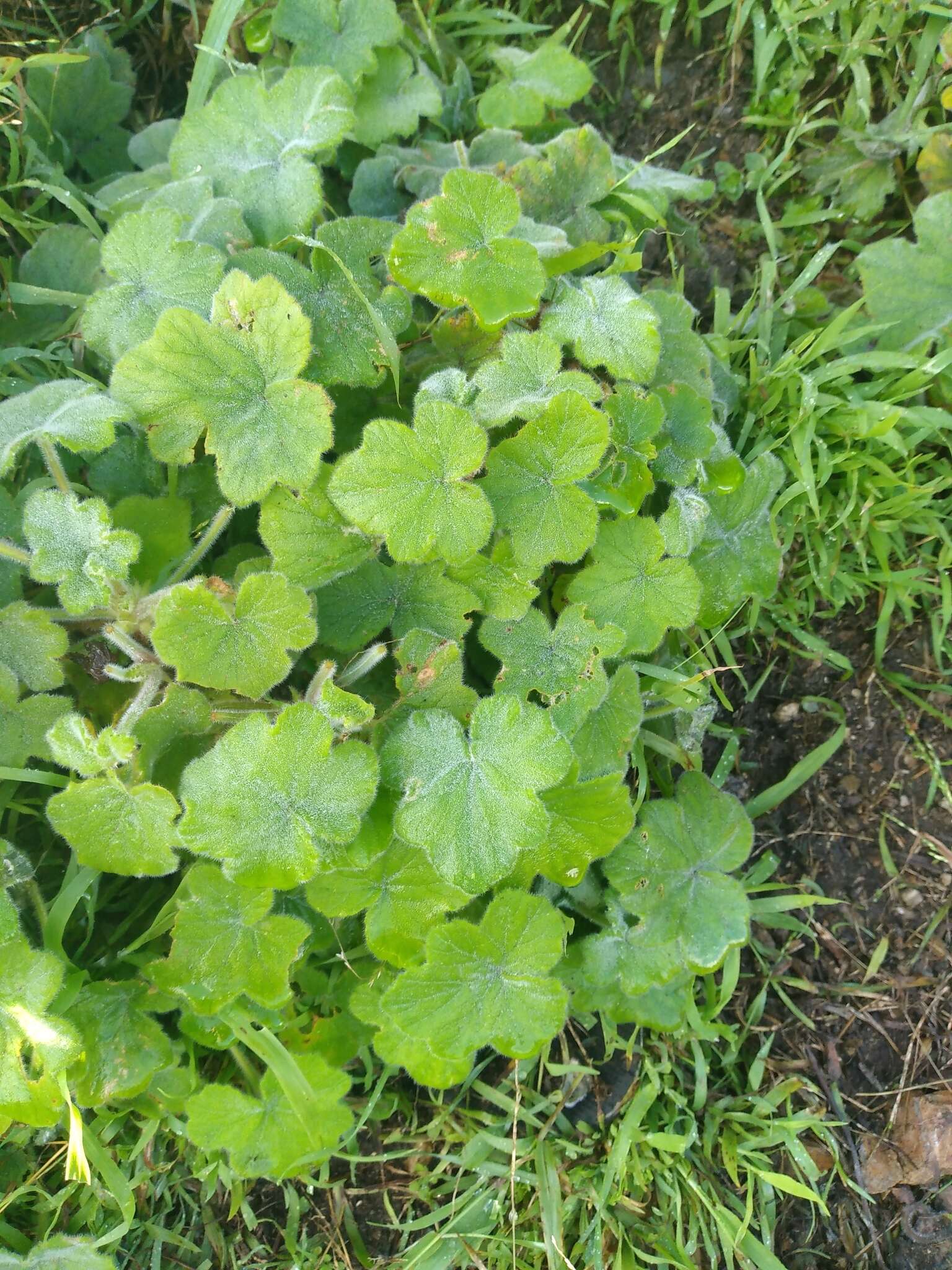 Image of Pelargonium tomentosum Jacq.