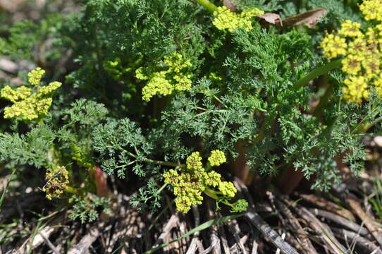 Image of <i>Lomatium papilioniferum</i> J. A. Alexander & W. Whaley