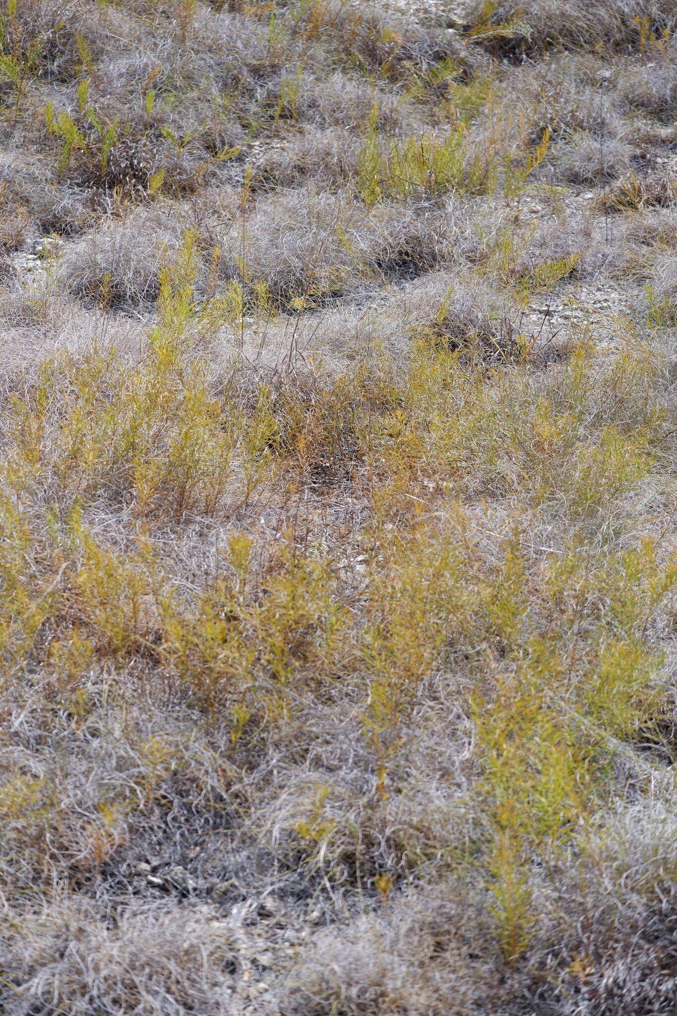 Image de Amsonia ciliata var. texana (A. Gray) J. M. Coult.