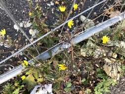 Image of New England hawkweed