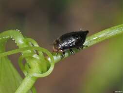 Слика од Aphrophora quadrinotata Say 1830