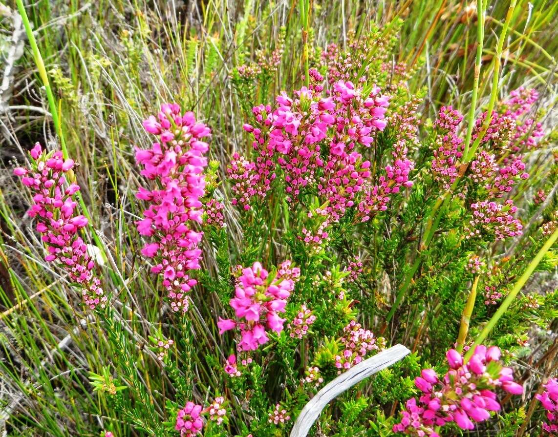 Image de Erica pulchella var. pulchella