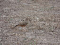 Image of Rufous-tailed Lark