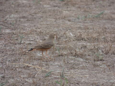 Image of Rufous-tailed Lark