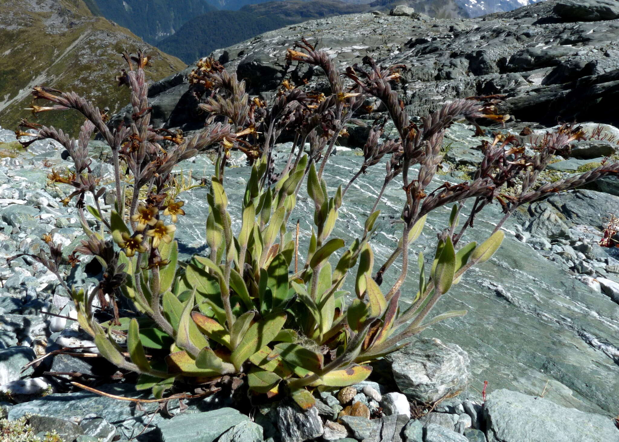 Image of Myosotis macrantha (Hook. fil.) Benth. & Hook. fil.