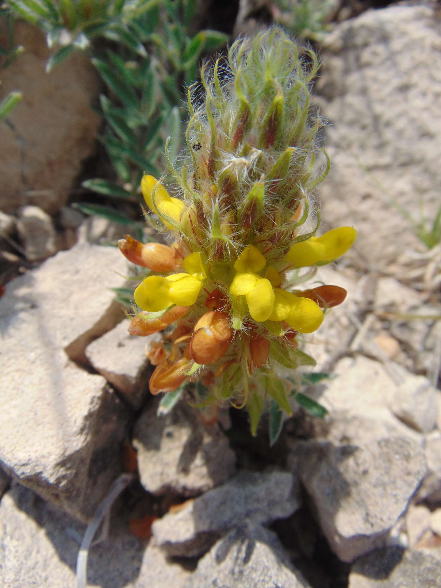 Слика од Dalea prostrata Ortega