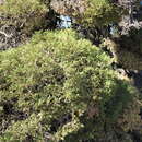 Image of dwarf black juniper