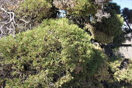 Plancia ëd Juniperus pseudosabina Fisch. & C. A. Mey.