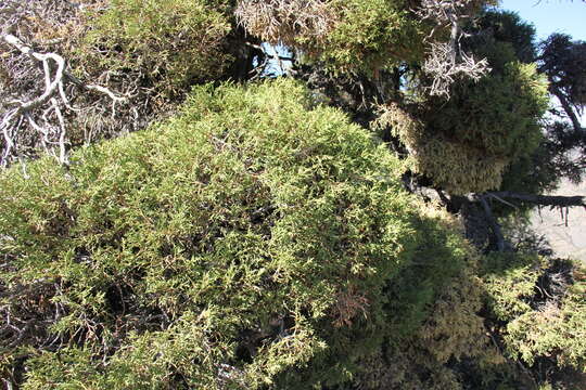 Sivun Juniperus pseudosabina Fisch. & C. A. Mey. kuva