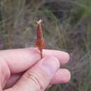 Image of Bulbostylis lanata (Kunth) Lindm.