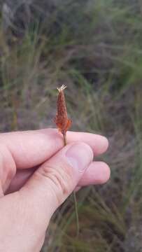 Слика од Bulbostylis lanata (Kunth) Lindm.