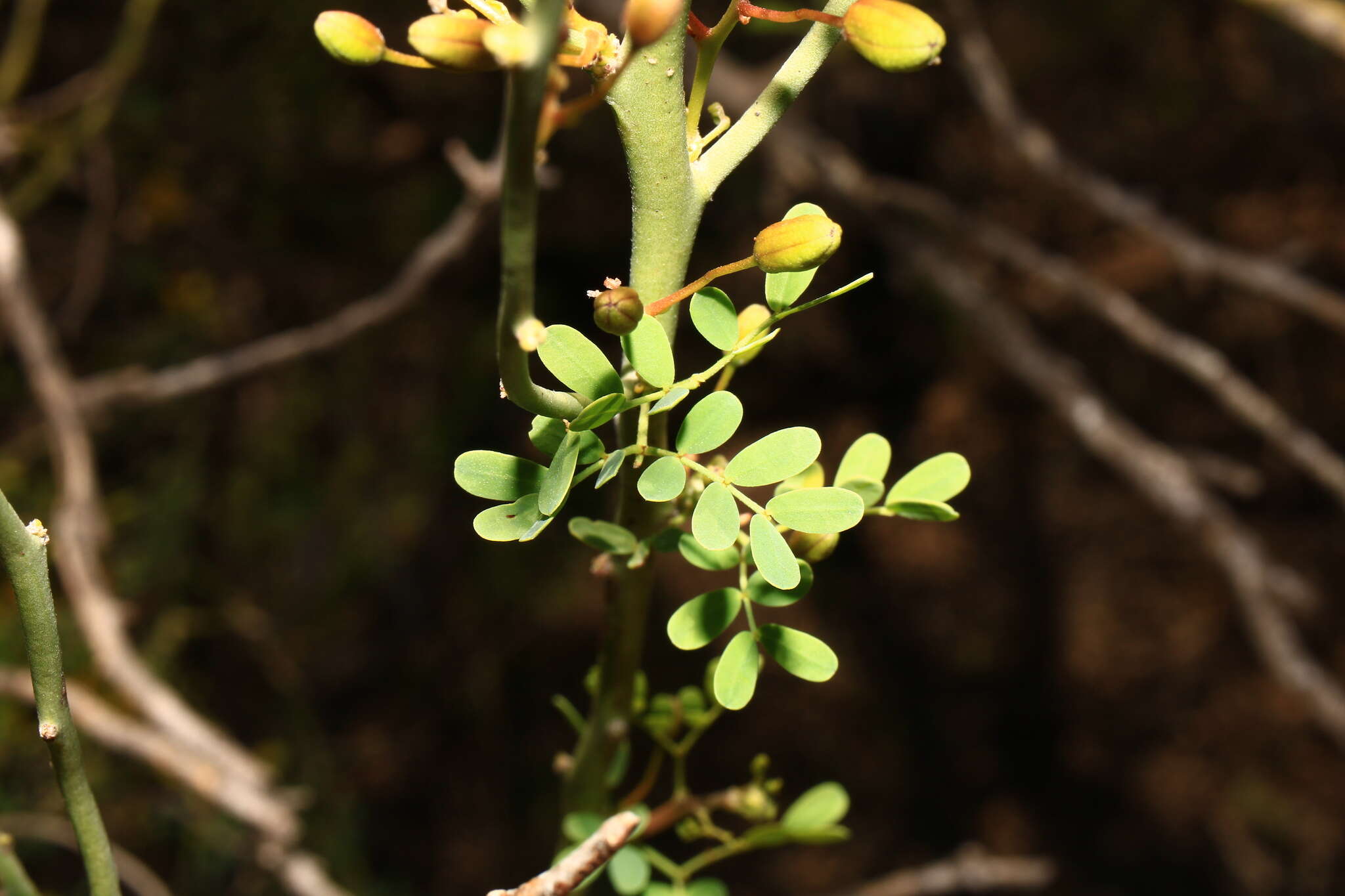 Image of Texas paloverde