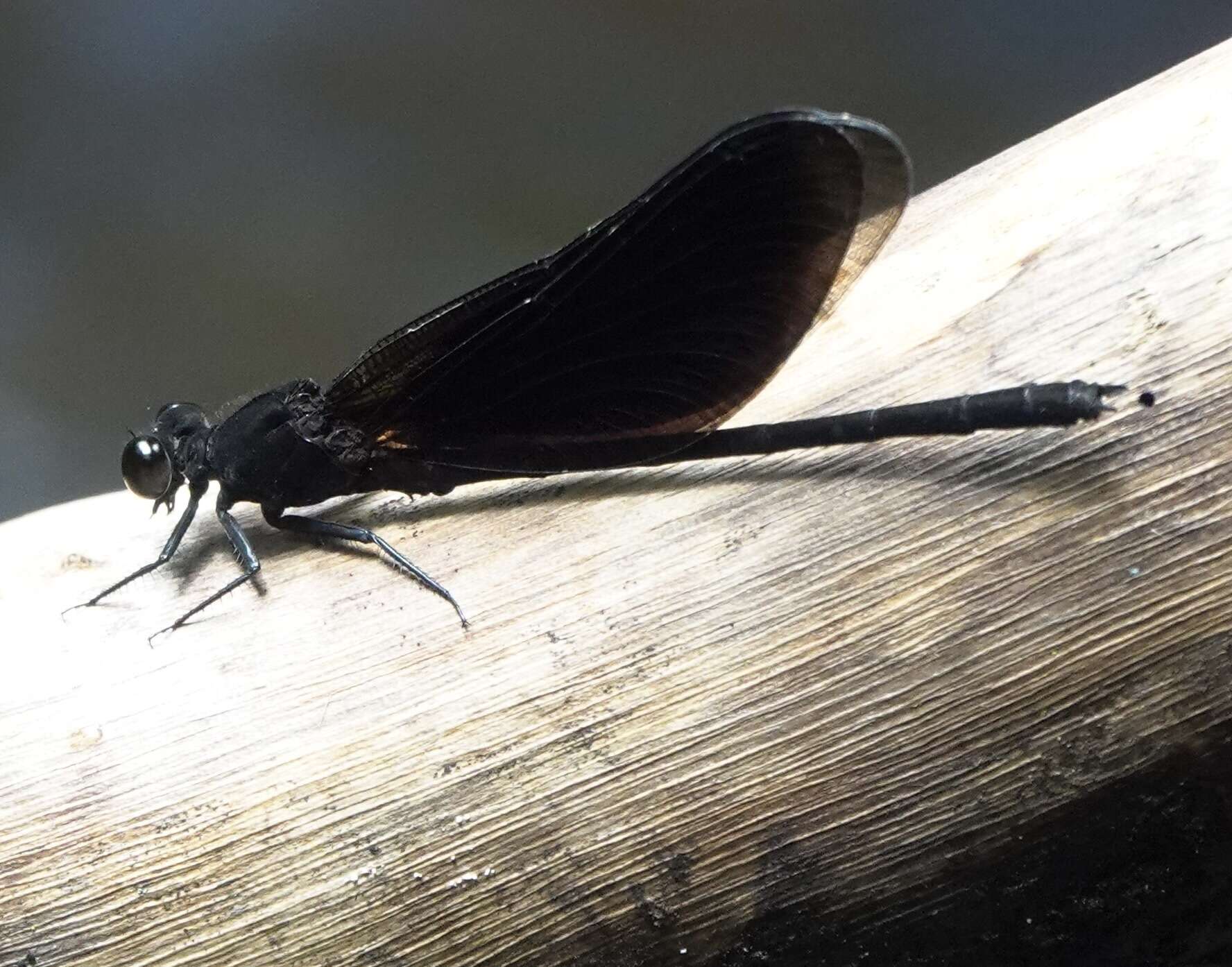 Image de Euphaea refulgens Hagen ex Selys 1853