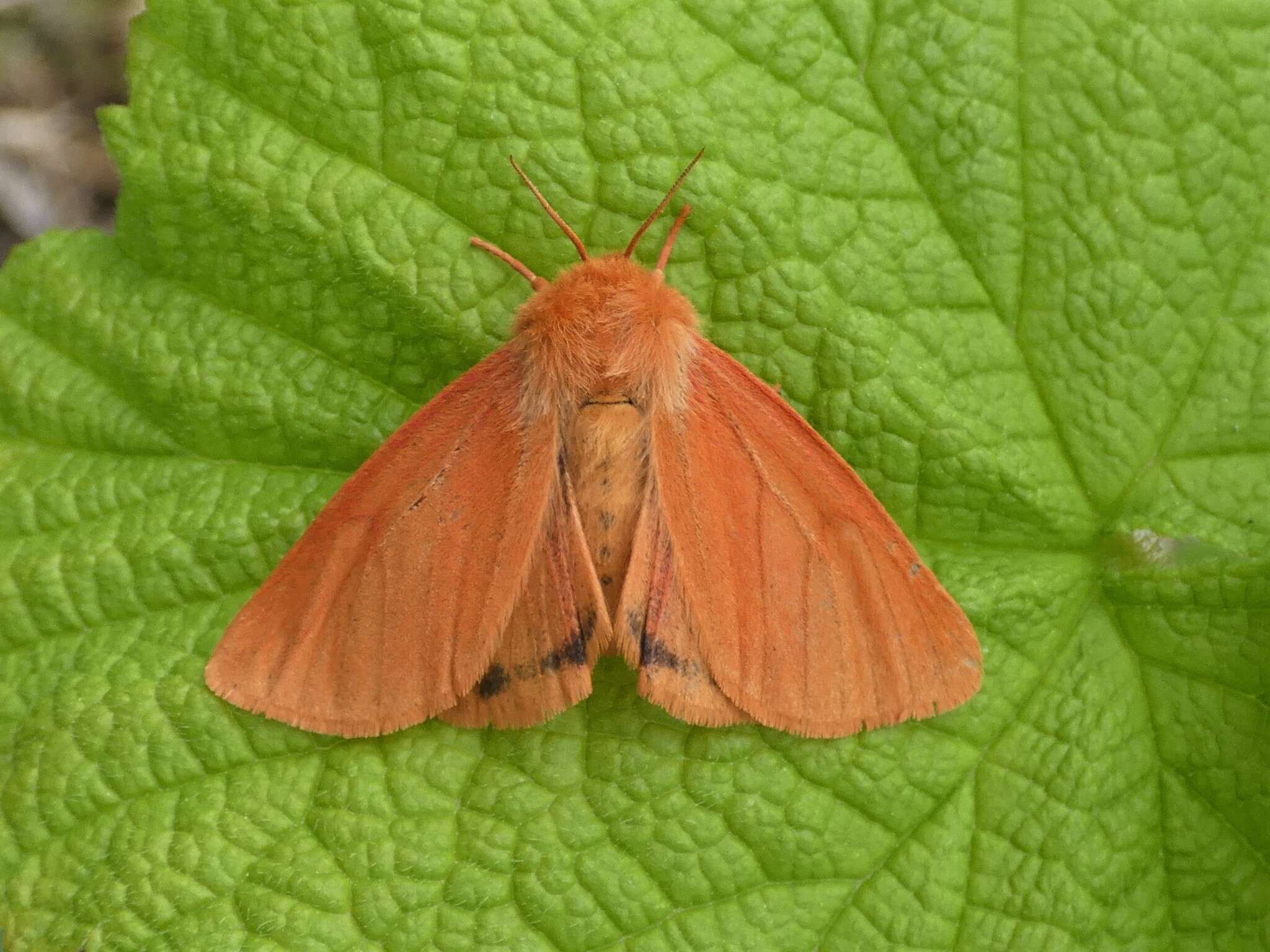 Image of Spilosoma vagans Boisduval 1852