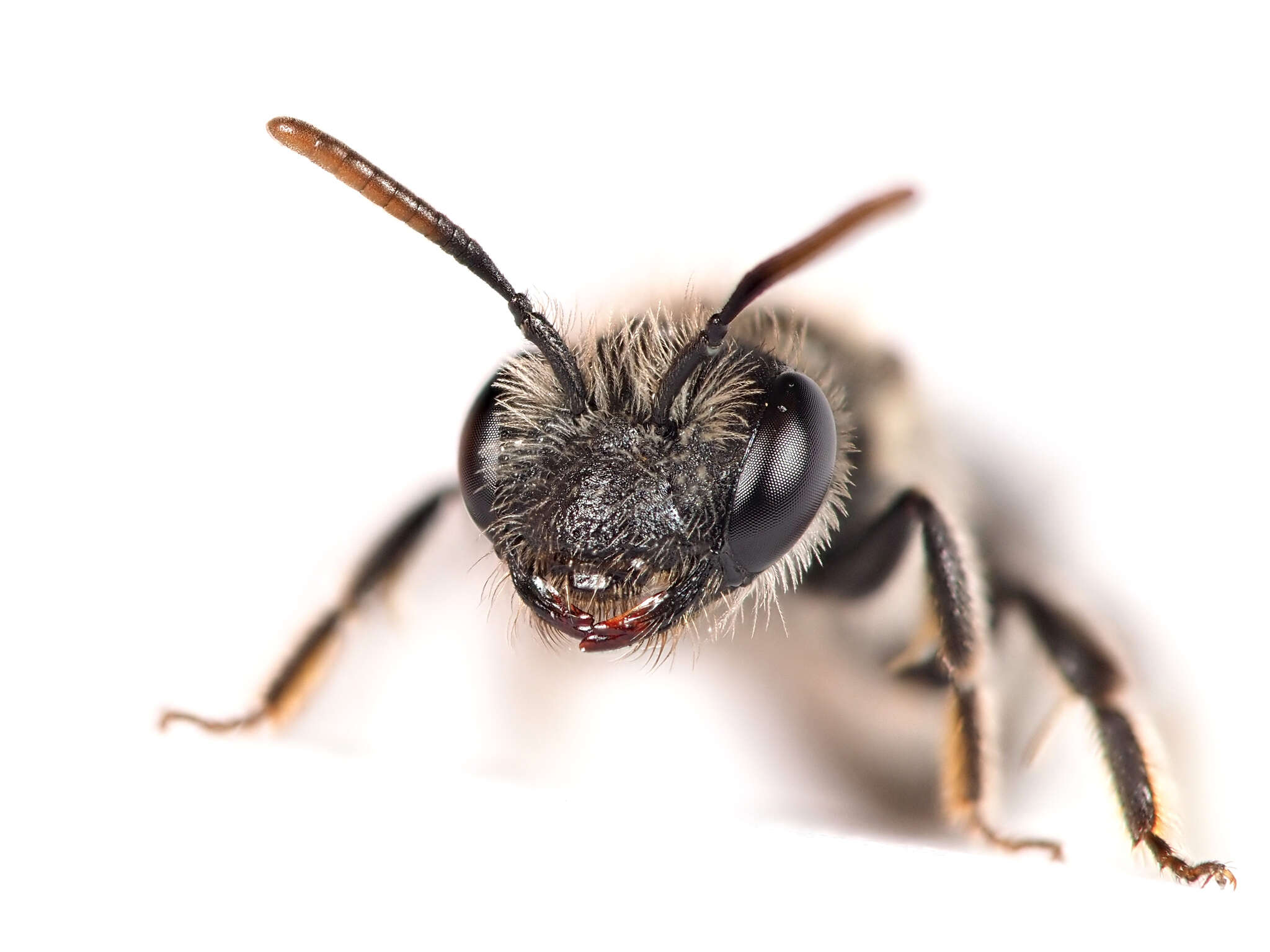 Image of Andrena viridescens Viereck 1916