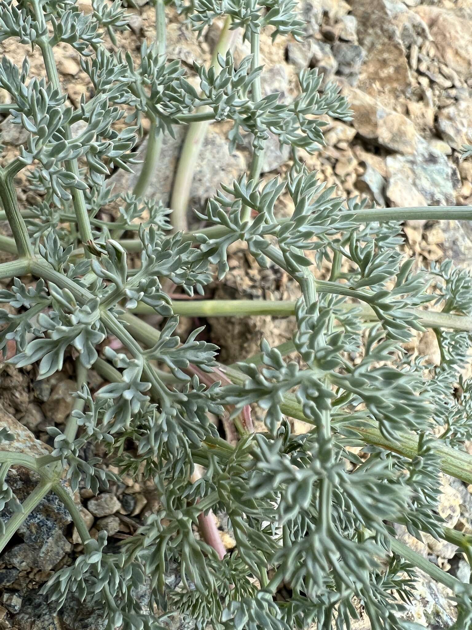 Image of Wenatchee desertparsley