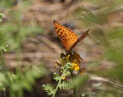 Слика од Speyeria coronis semiramis Edwards 1886