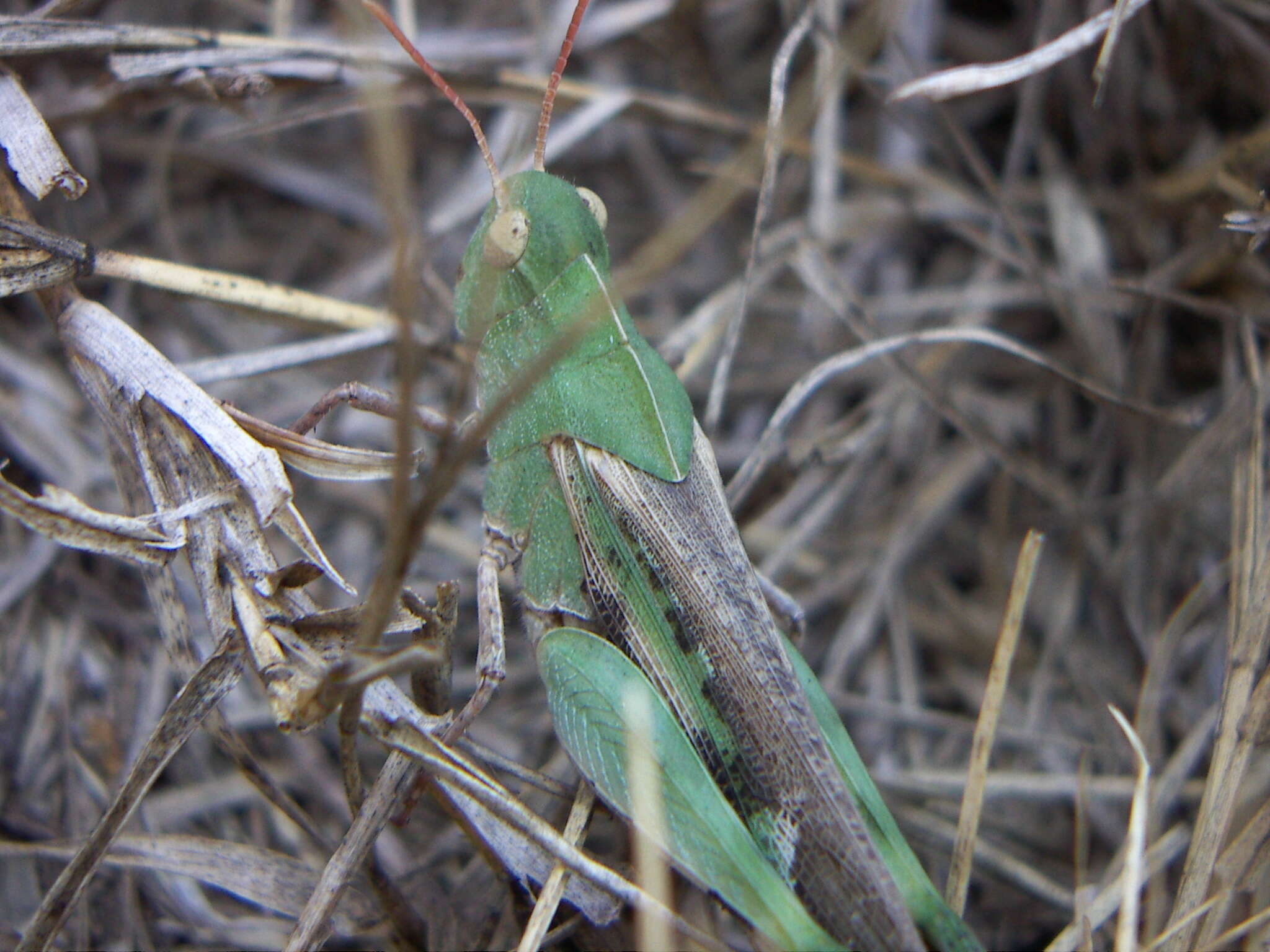 Image of Green-striped Grasshopper