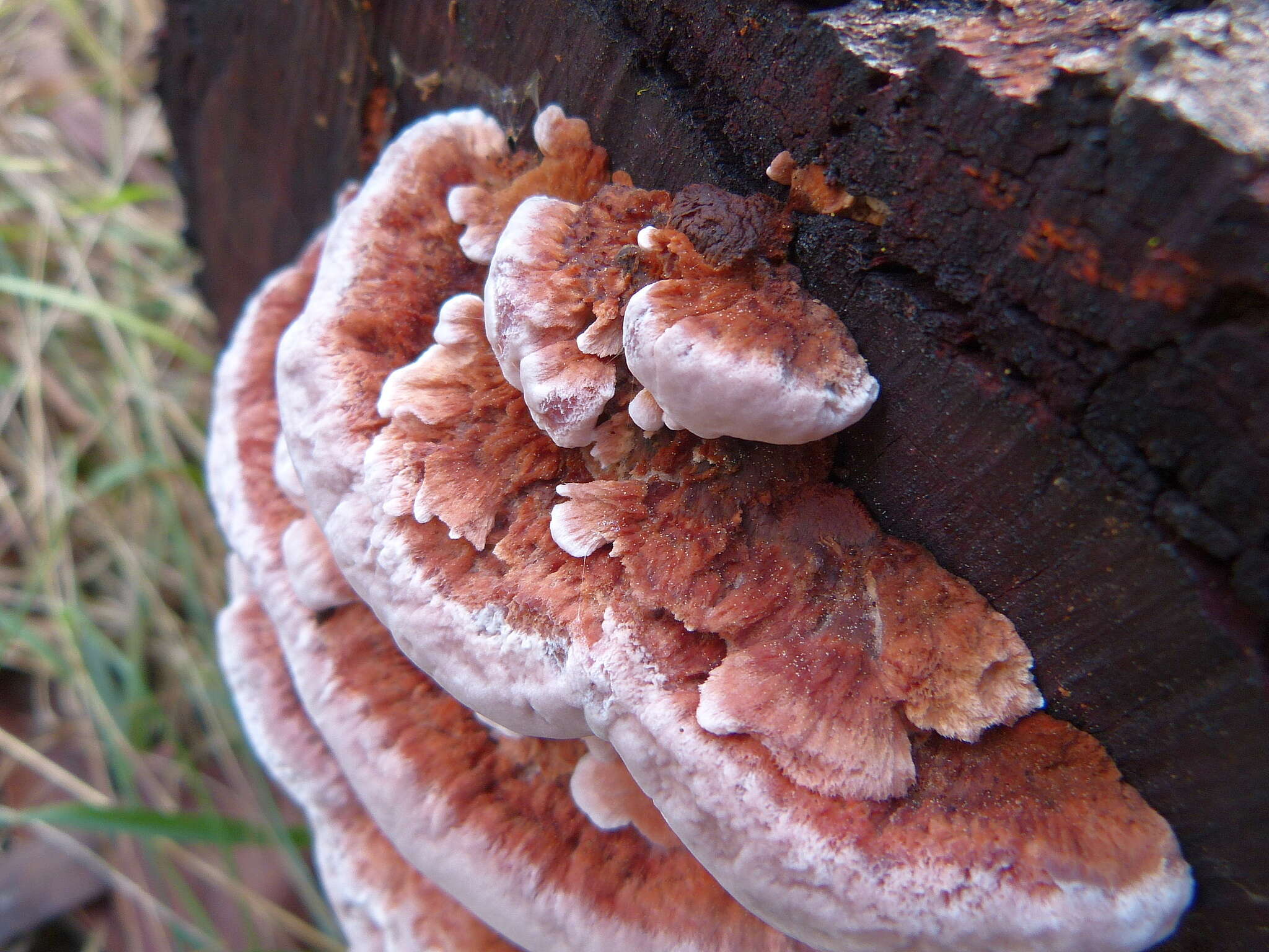 Image of Rhodofomitopsis lilacinogilva (Berk.) B. K. Cui, M. L. Han & Y. C. Dai 2016