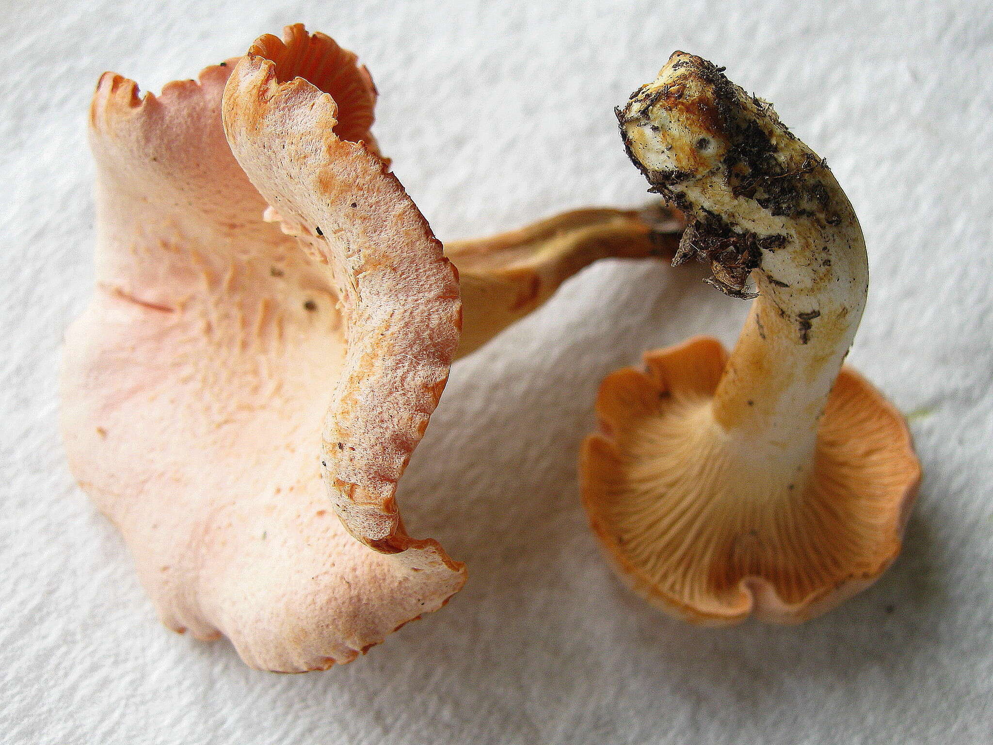 Image of Cantharellus velutinus Buyck & V. Hofst. 2016