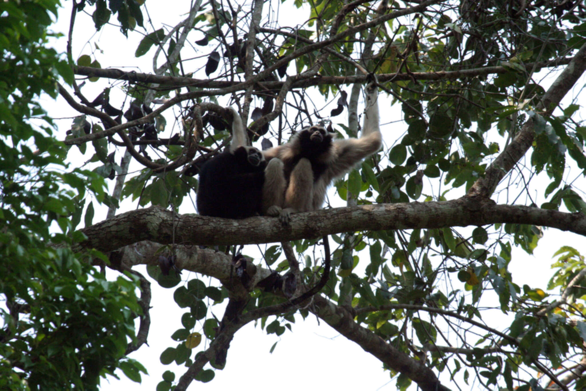 Image of Capped Gibbon