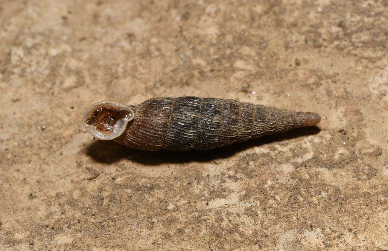 Image of two-lipped door snail
