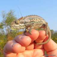 Image of Robertson Dwarf Chameleon