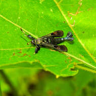 Image of Virginia Creeper Clearwing