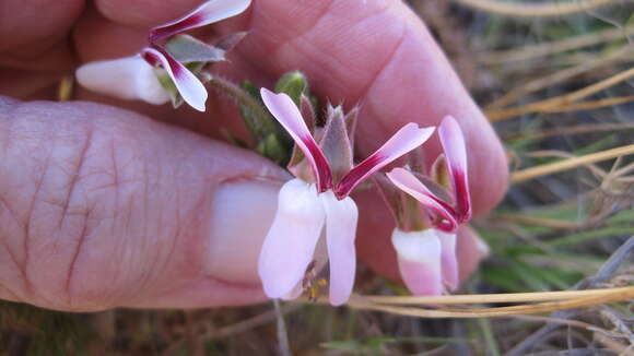 Pelargonium rapaceum (L.) L'Her. ex Jacq. resmi