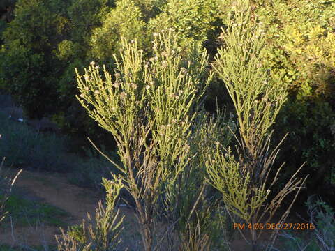 Image of desertbroom