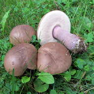 Image of Tylopilus plumbeoviolaceus (Snell & E. A. Dick) Snell & E. A. Dick 1941