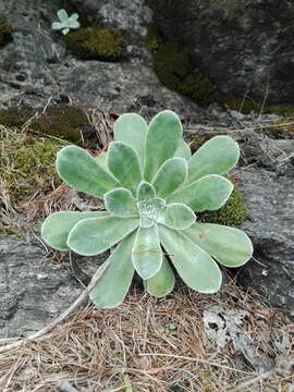 Image de Saxifraga cotyledon L.