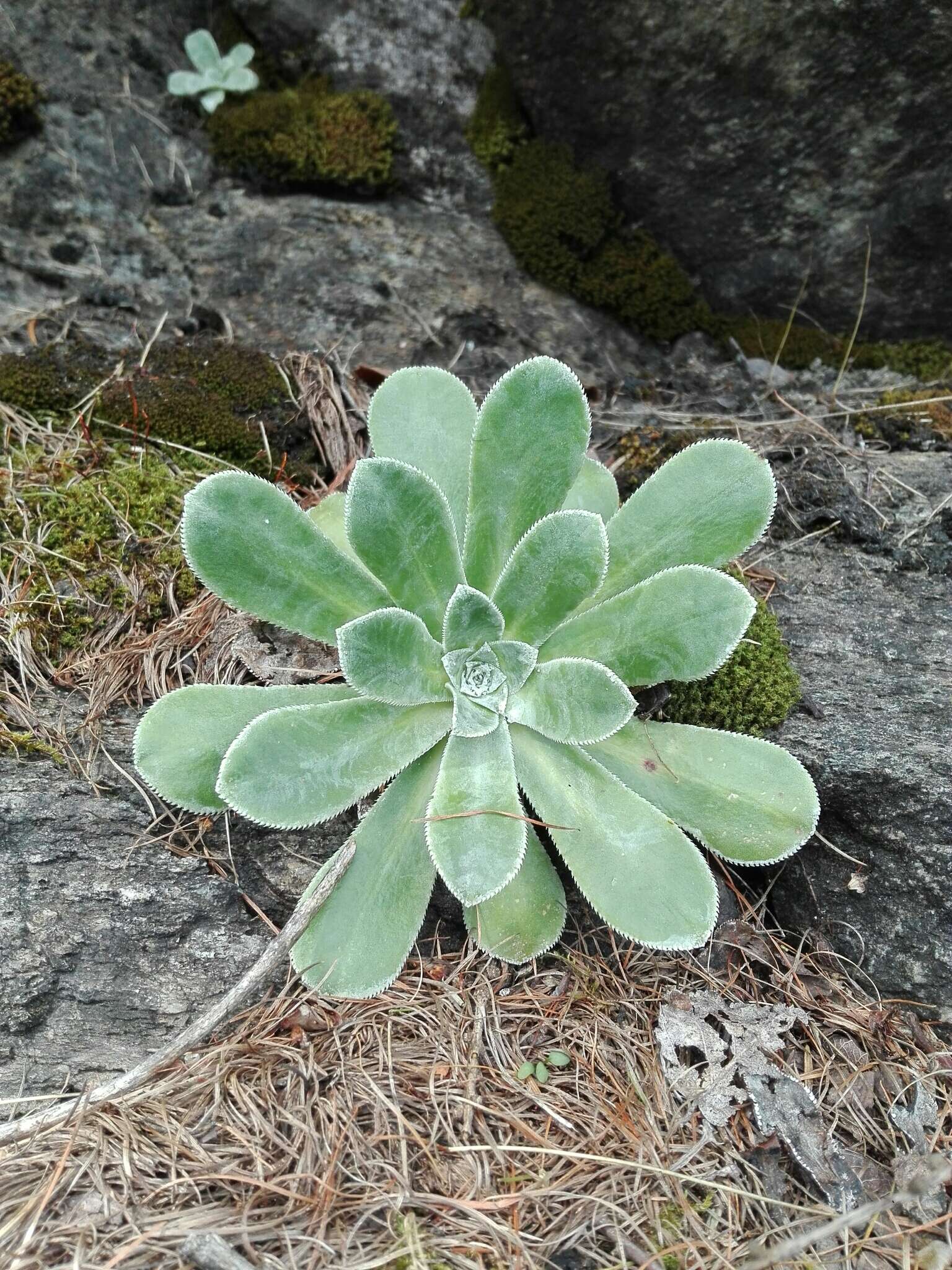 Sivun Tunturirikko kuva