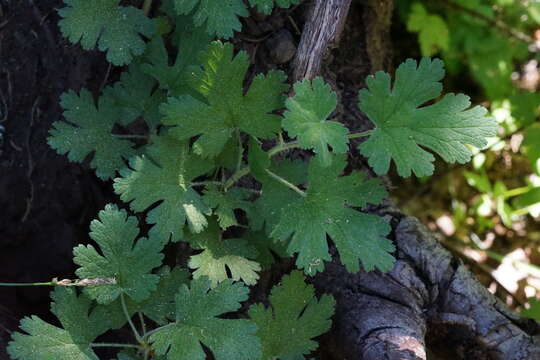 Image of ground gooseberry