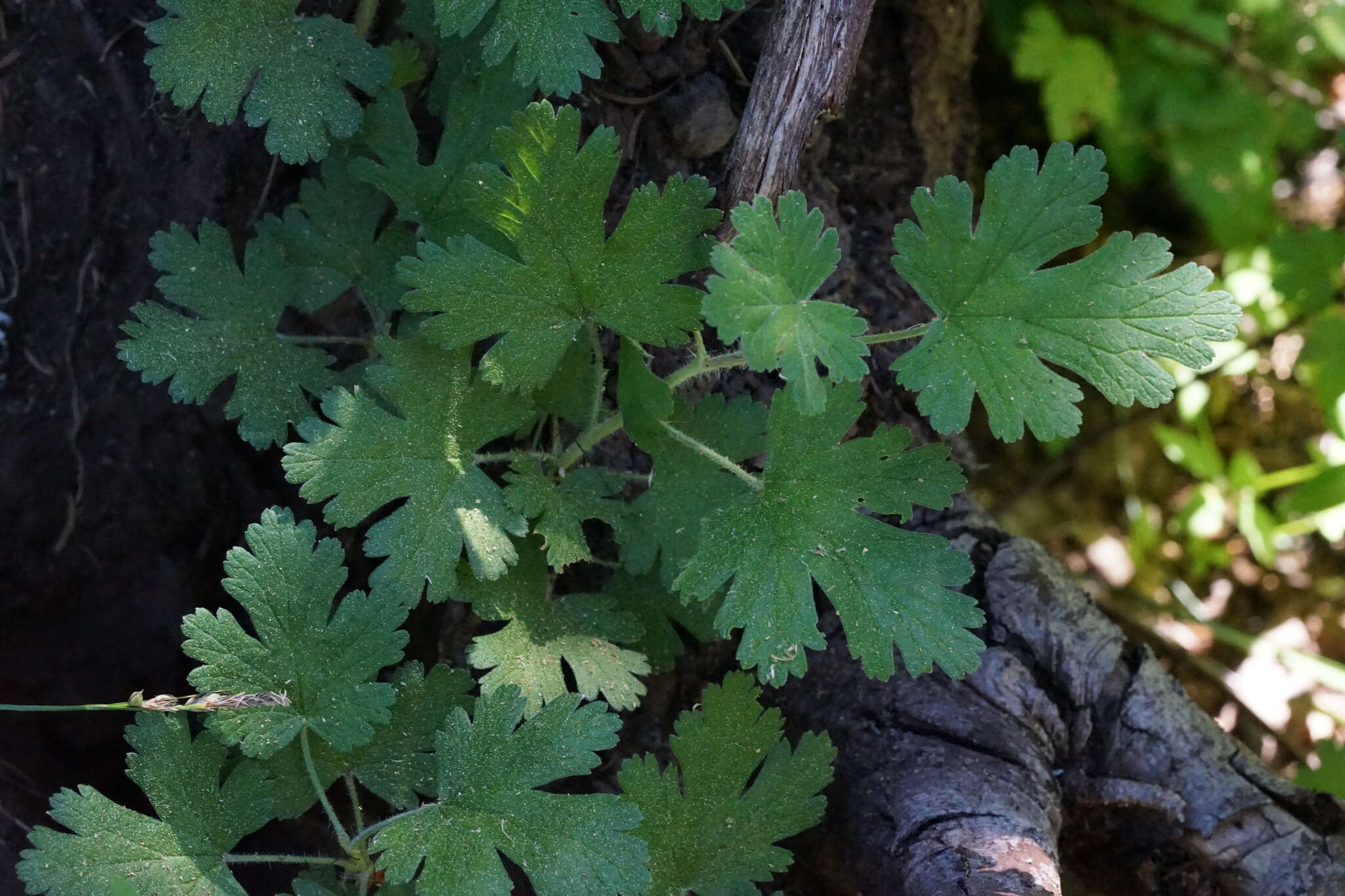 Image de Ribes binominatum A. A. Heller