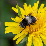 Imagem de Eristalis oestracea (Linnaeus 1758)