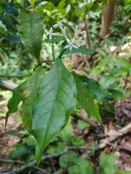 Image of Rudgea cornifolia (Kunth) Standl.