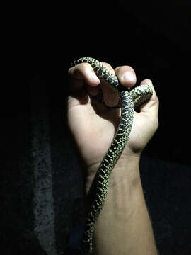 Image of Desert Kingsnake