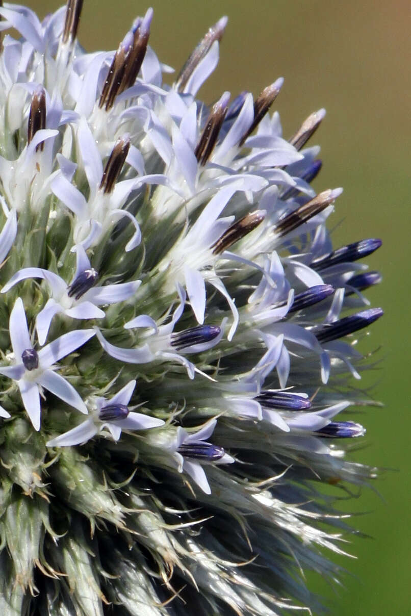 Image of tall globethistle