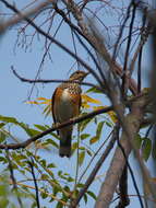 Imagem de Turdus hortulorum Sclater & PL 1863