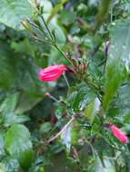 Image of tropical wild petunia