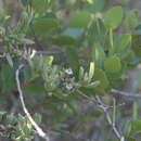 Image of Delosperma truteri Lavis