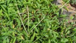 Image of southern crabgrass