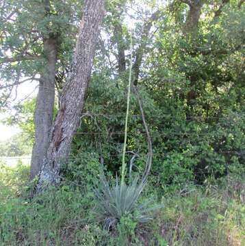 Image of Arkansas yucca