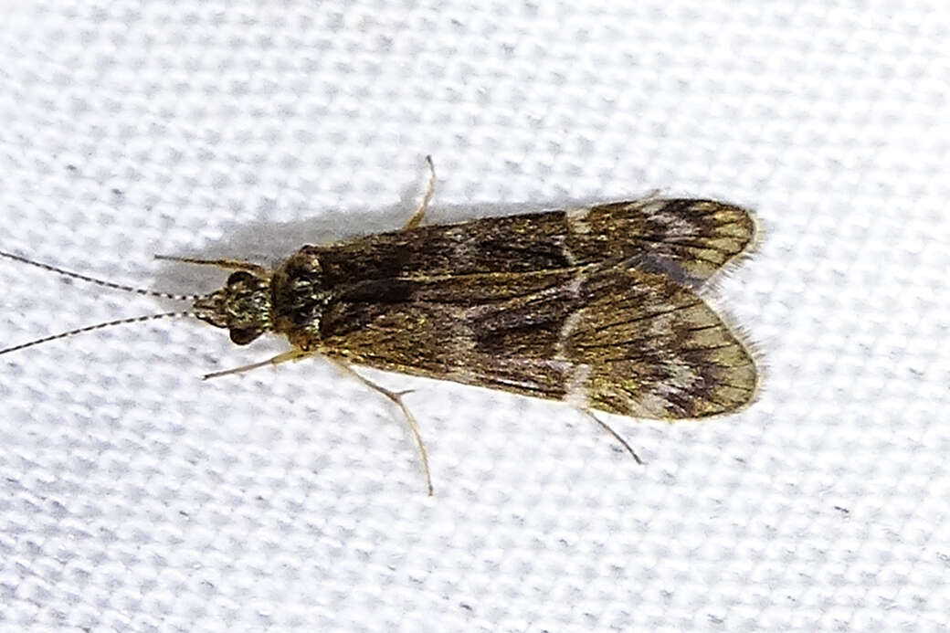 Smicridea (Smicridea) fasciatella McLachlan 1871 resmi