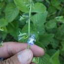 Image of Salvia ovalifolia A. St.-Hil. ex Benth.