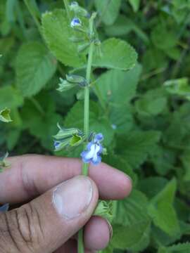 Sivun Salvia ovalifolia A. St.-Hil. ex Benth. kuva