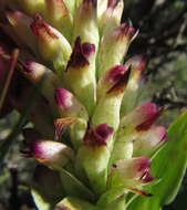 Image de Disa fragrans subsp. fragrans