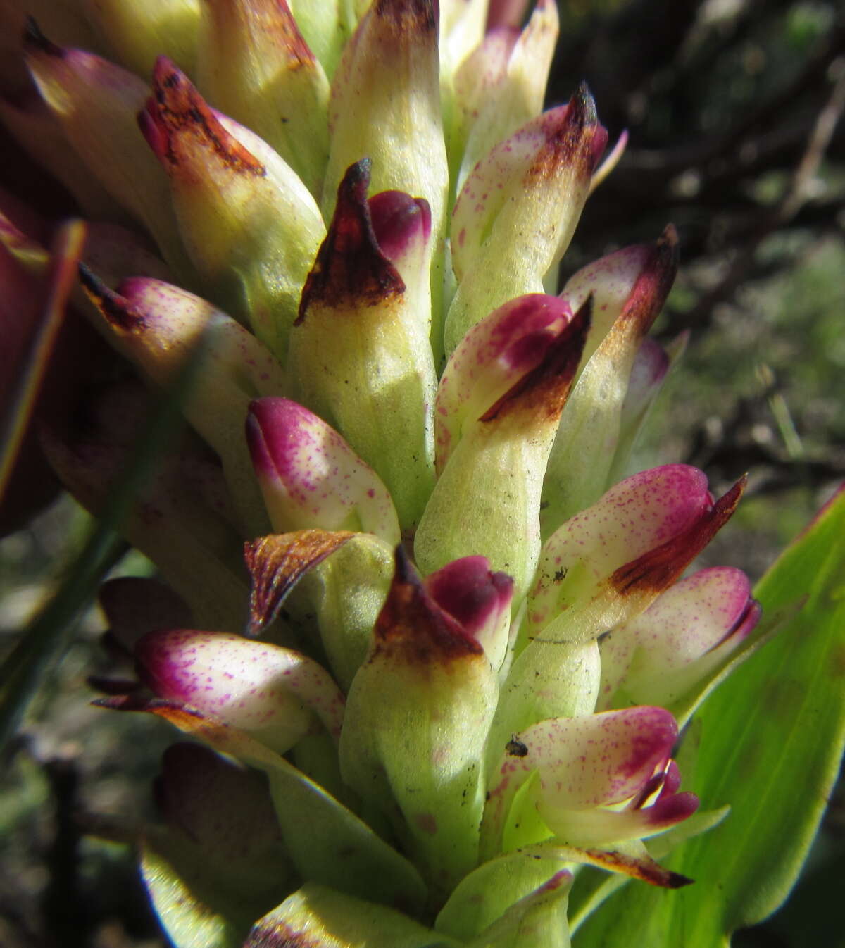 Image de Disa fragrans subsp. fragrans