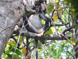 Image of Phayre's Langur